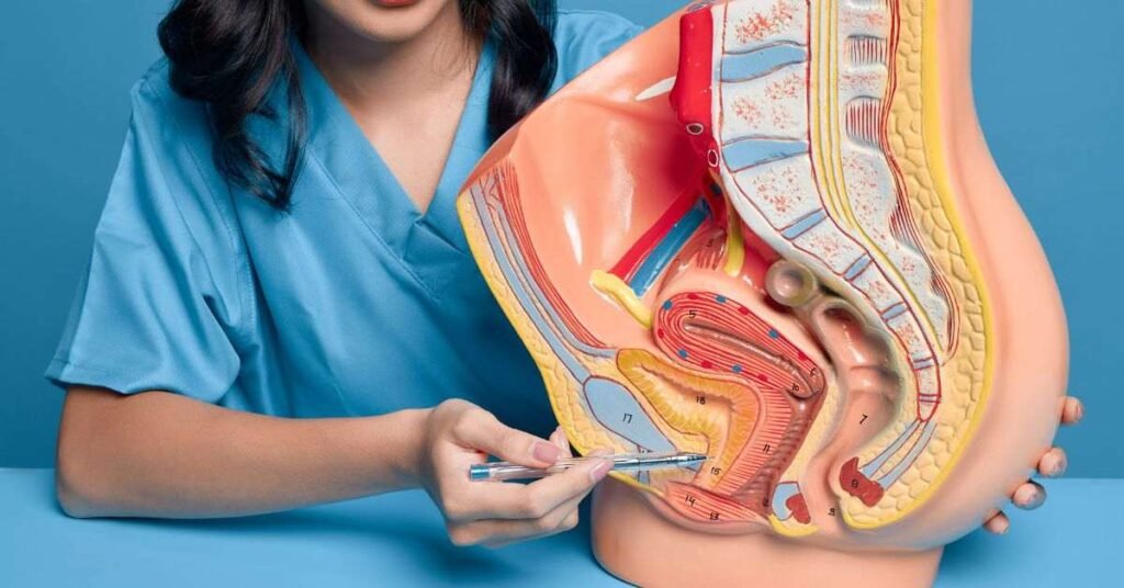 Medical professional pointing at a cross-sectional model of the female reproductive and pelvic organs.